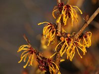 Hamamelis John 2016 01 23 8964